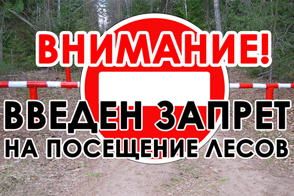 Лайфхак для журналистов: как правильно писать и рассказывать о запретах и ограничениях на посещение лесов?